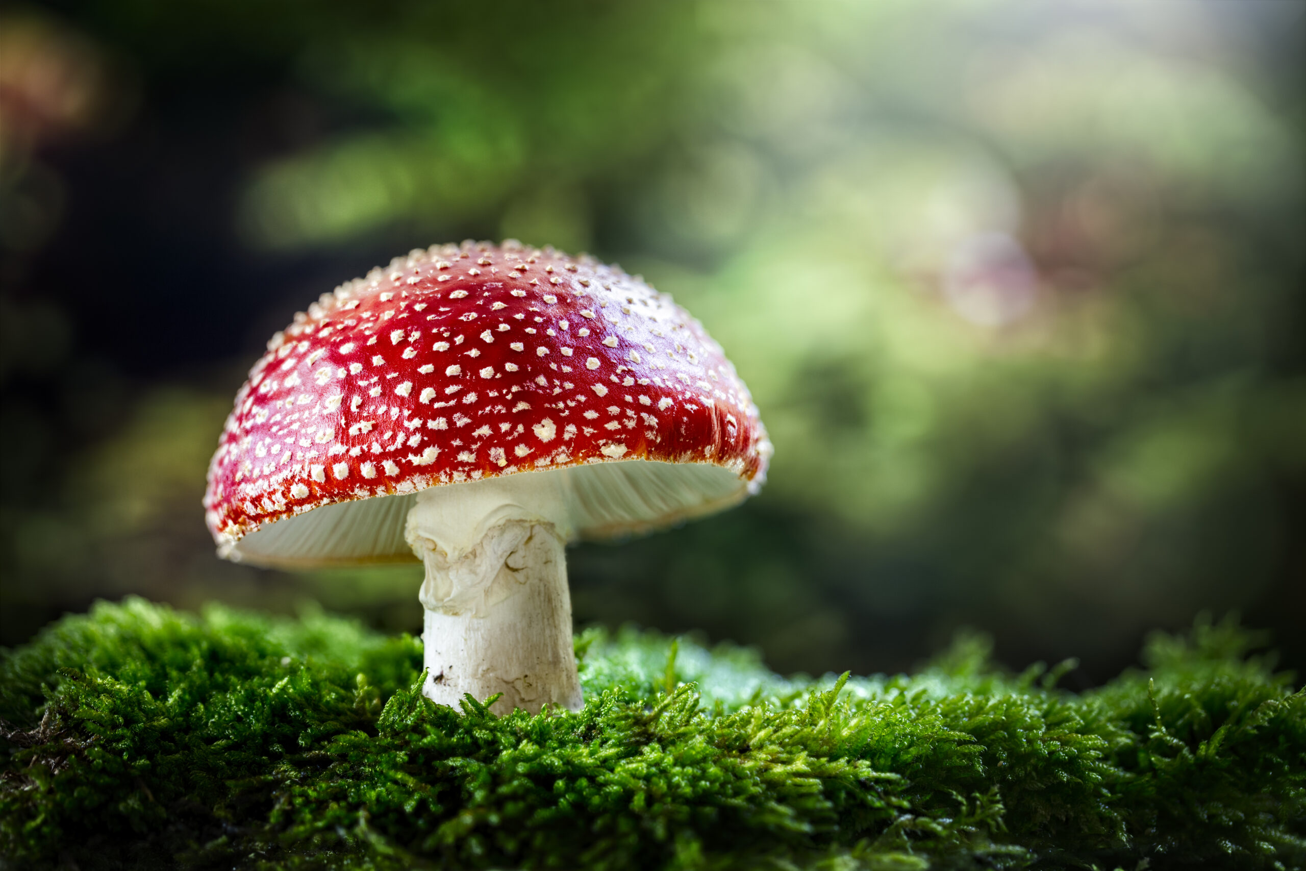 suszone kapelusze amanita muscaria - muchomor czerwony sklep internetowy